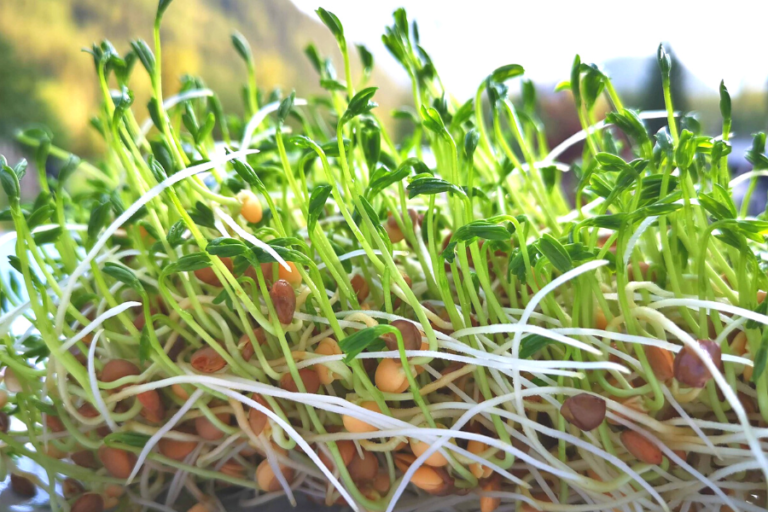 How To Sprout Lentils In A Jar For Cheap!