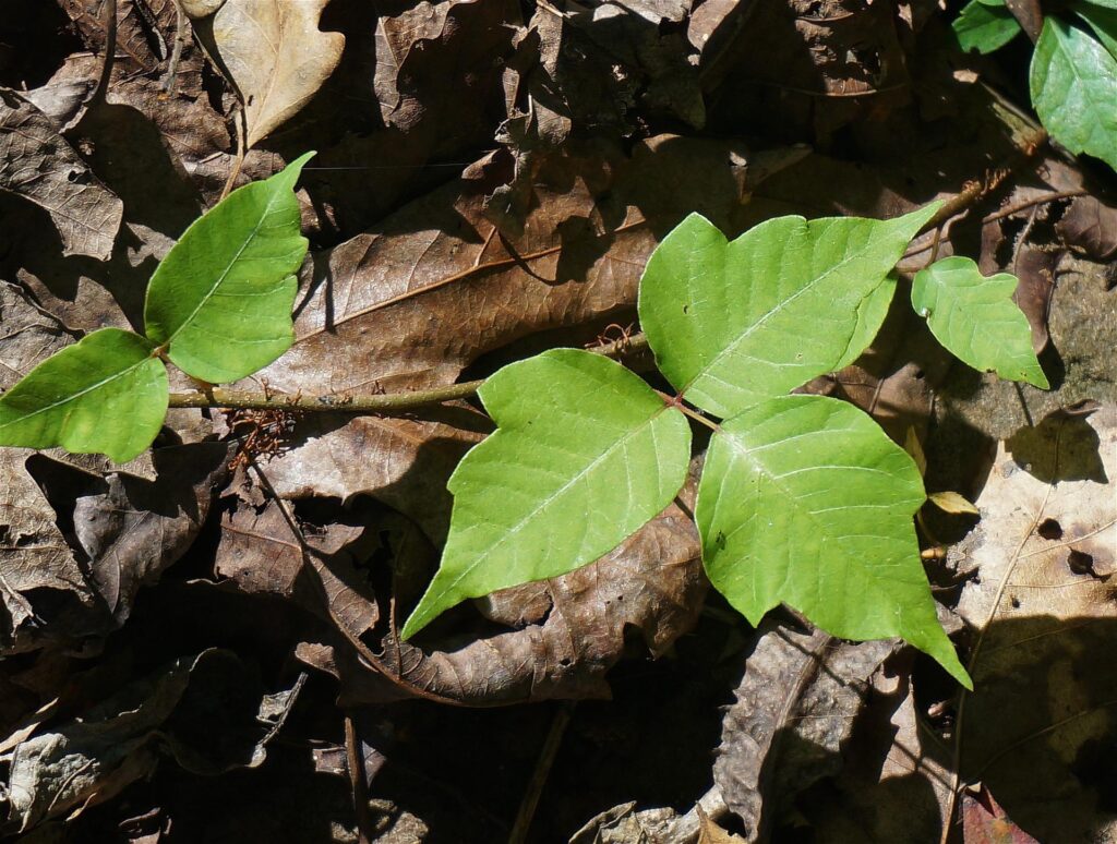 what does poison ivy look like when it first starts