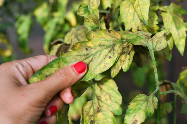 How To Turn Yellow Tomato Leaves Green! | 5 Must-Know Tips