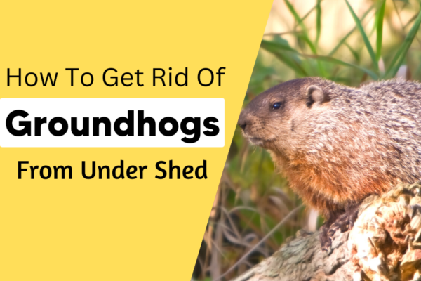 8 Harmless Tips For Getting Rid Of Ground Hogs Under Shed