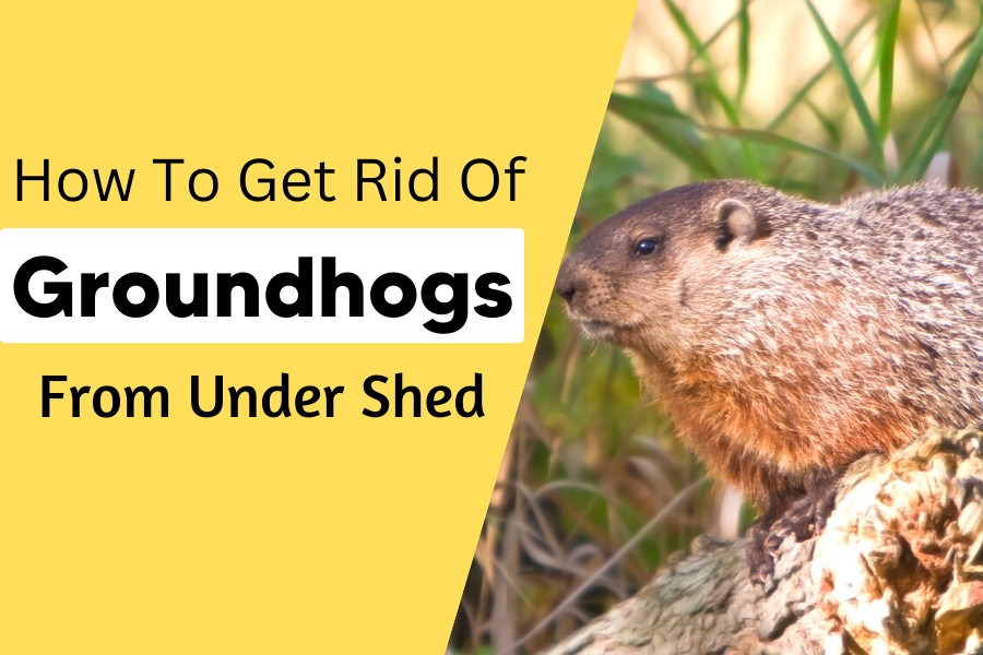 how to get rid of groundhogs under your shed