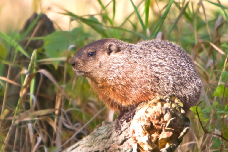 8 Harmless Tips For Getting Rid Of Ground Hogs Under Shed