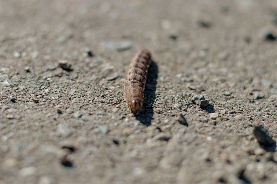 how long does it take for maggots to turn into flies