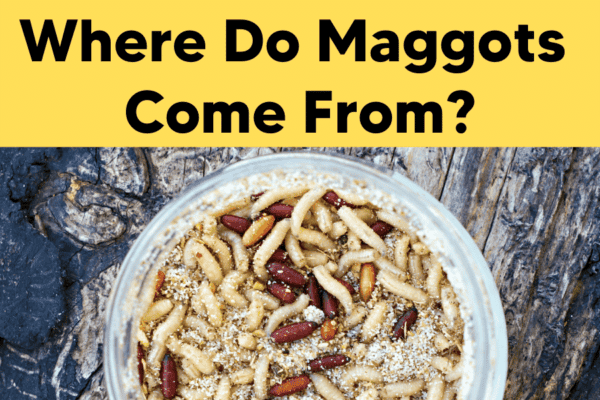 where-do-maggots-come-from-5-tips-for-prevention