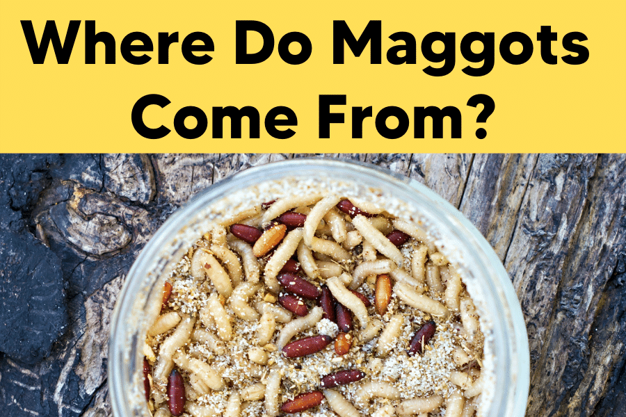 where do maggots come from