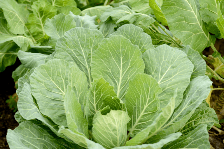 Here’s How To Grow Collard Greens From Seed!