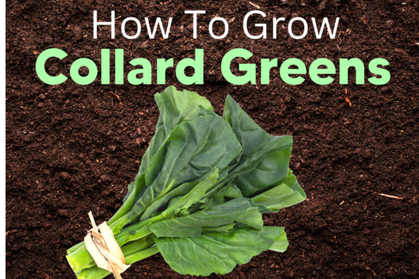 here-s-how-to-grow-collard-greens-from-seed