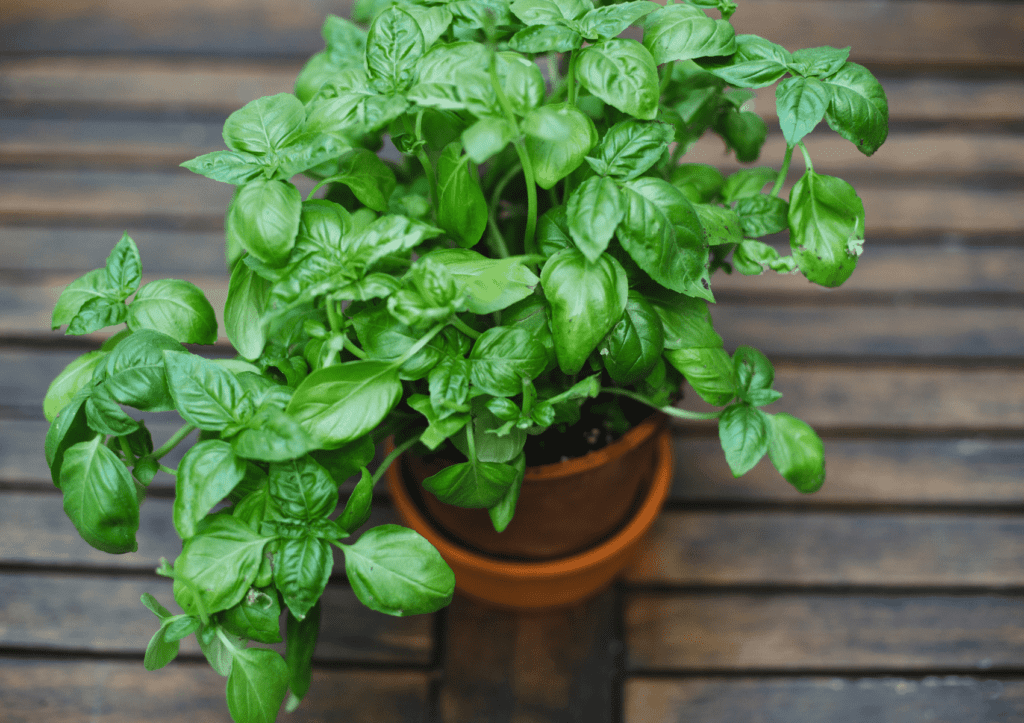 how to grow basil from cuttings in water