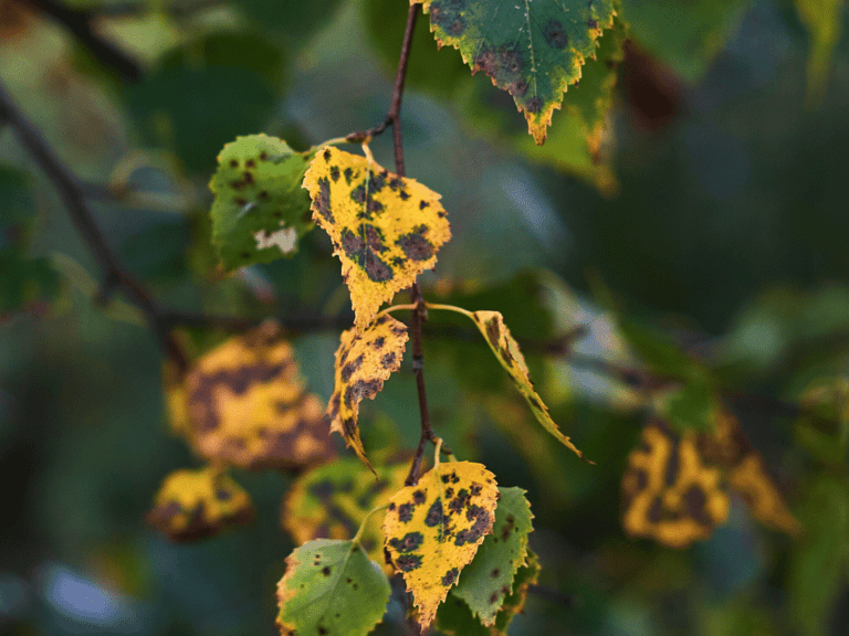Black Spots & Yellow Leaves On Roses: Treatment & Prevention
