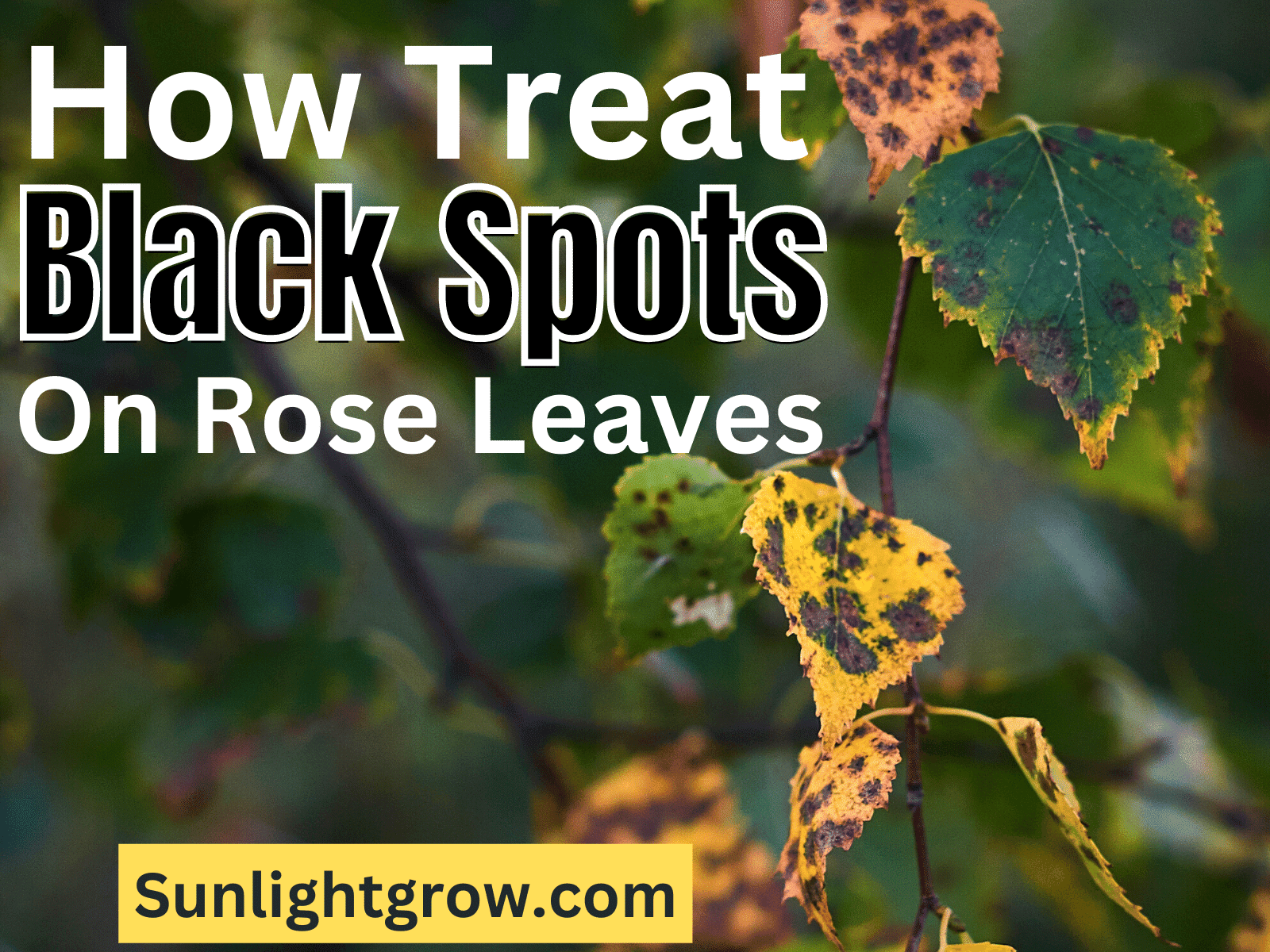 black-spots-yellow-leaves-on-roses-treatment-prevention