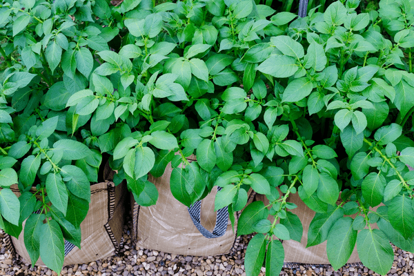 growing potatoes in bags when to harvest