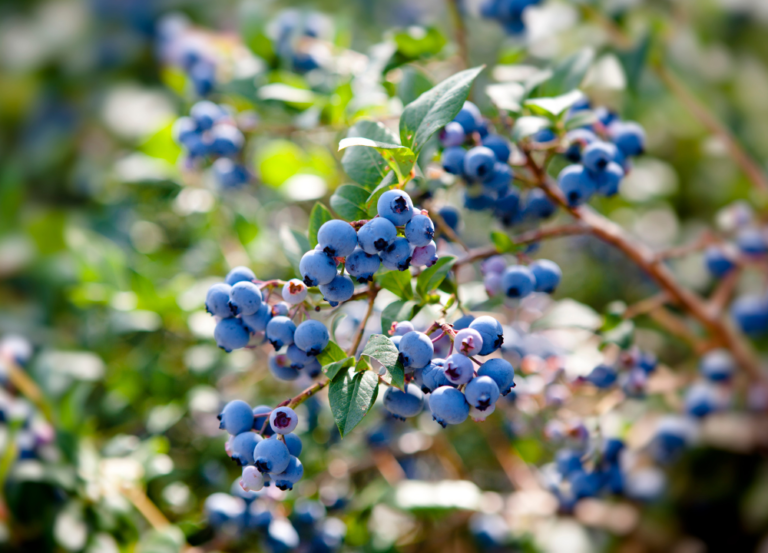 How To Grow Blueberries From Seed For Beginners