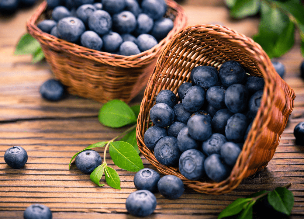 how to grow blueberries from fruit