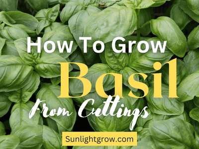 how to grow basil from cuttings