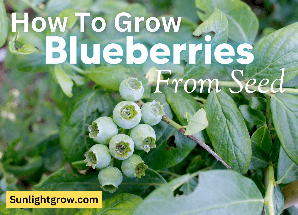 how to grow blueberries from seed