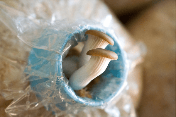 How To Grow Mushrooms With No Space At Home