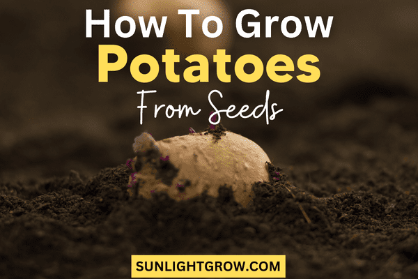 how to grow potatoes from seeds