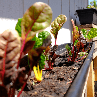 growing swiss chard in raised bed