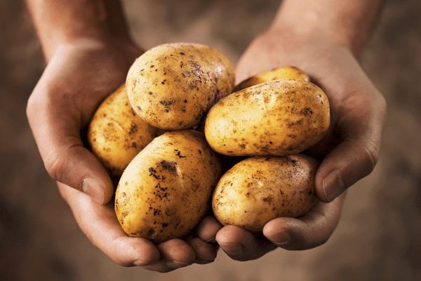 Growing potatoes in a bag of potting soil