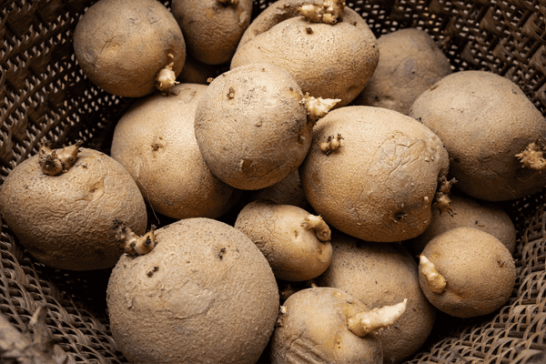 make your own potato grow bag