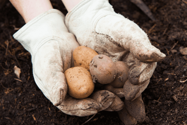 Do potato grow bags really work
