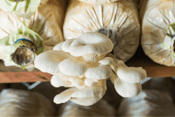 how long does it take to grow mushrooms