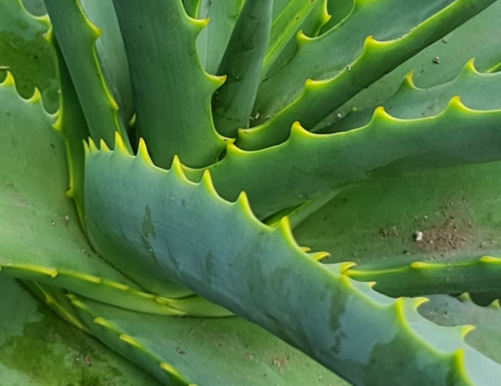 Large Aloe Vera plant