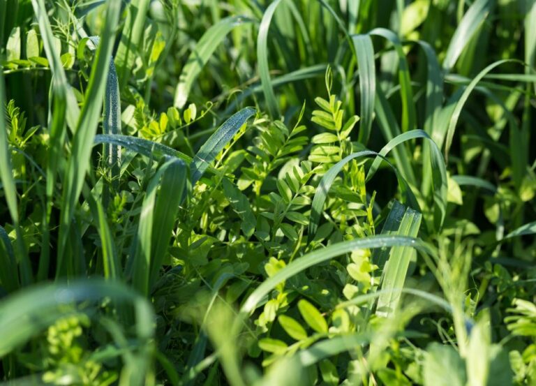 9 Best Cover Crops For Your Garden!