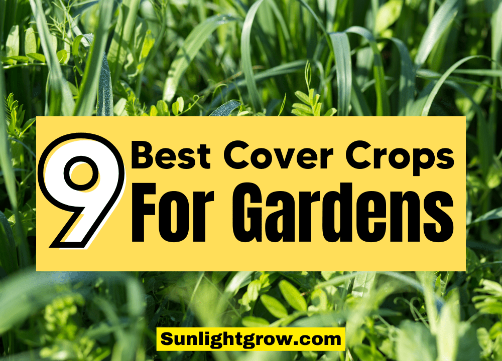 best cover crops for gardens