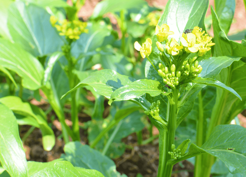 What is the best cover crop to stop weeds?
