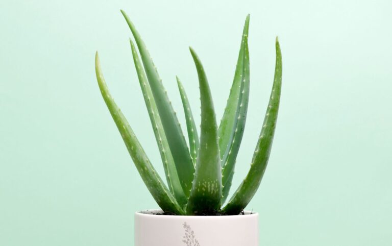 How To Grow Aloe Vera At Home From Cuttings!