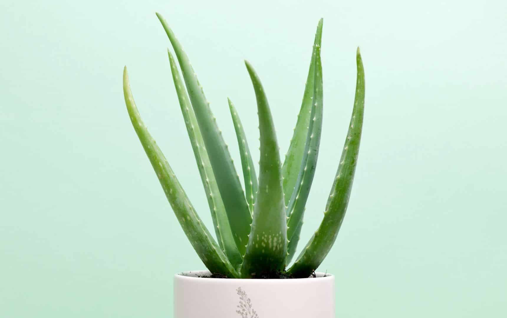 How To Grow Aloe Vera At Home From Cuttings