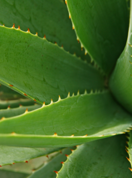 How To Grow Aloe Vera At Home From Cuttings 9745