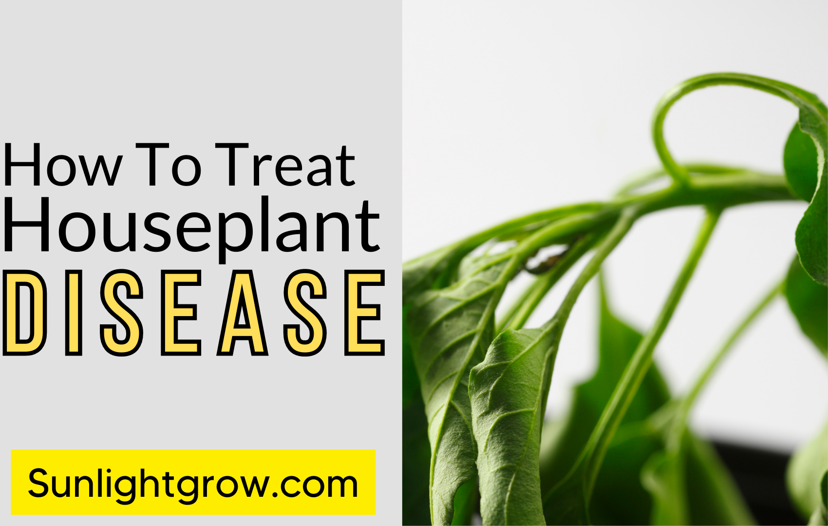 5-common-houseplant-diseases-treatment