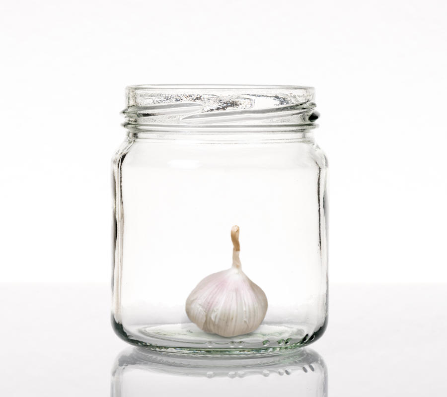 where to buy garlic bulbs for planting
