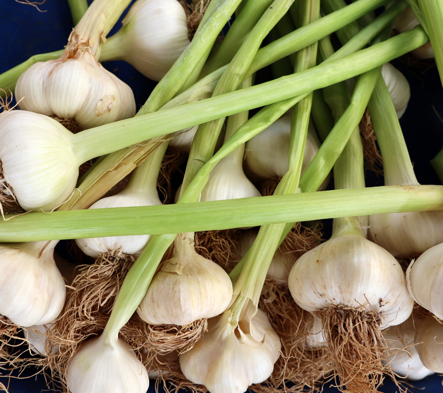 planting garlic in summer