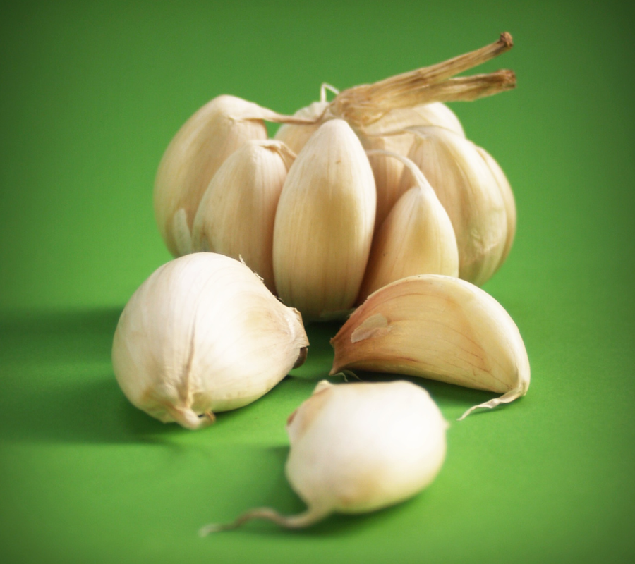 planting garlic in fall