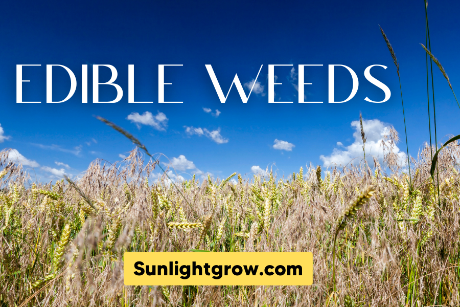 edible weeds you can eat