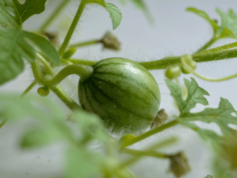 Growing Watermelon 101: Ultimate Guide!